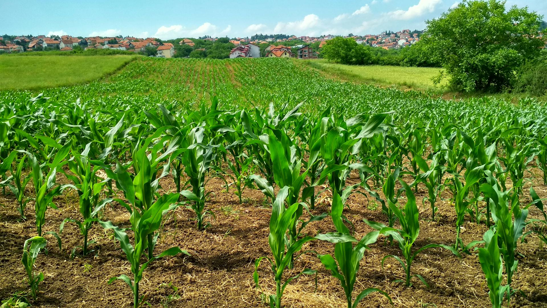 Weather-Based Crop Insurance