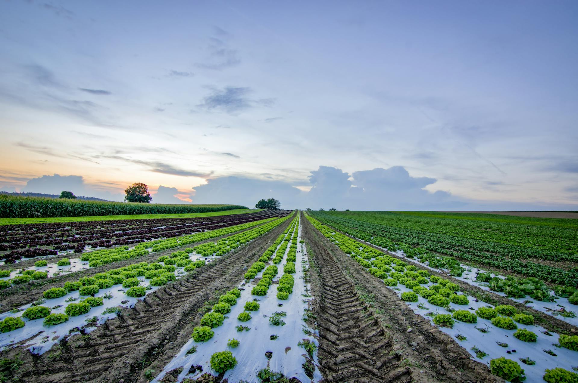 Yield-Based Crop Insurance